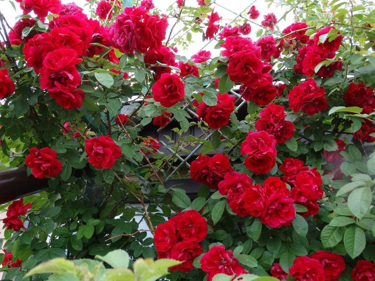 Описание и характеристики плетистой розы сорта амадеус: выращивание и уход