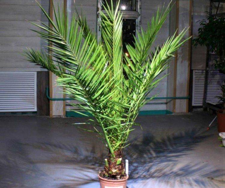 Финиковая пальма: уход в домашних условиях, фото