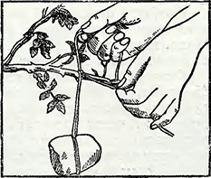 Размножение плетистой розы черенкованием или отводками весной, летом и осенью