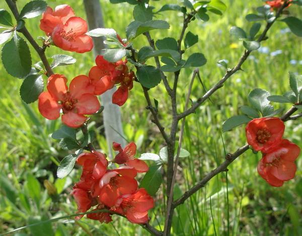 Японская айва кустарник — описание растения и плодов