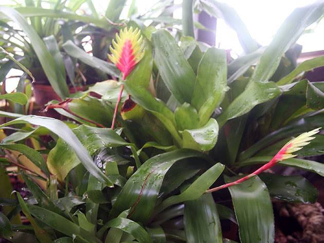Роскошный комнатный цветок вриезия: уход в домашних условиях за капризным растением для эффектного украшения дома