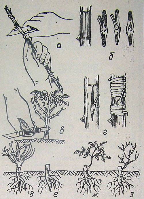Как размножить жасмин черенками летом или весной