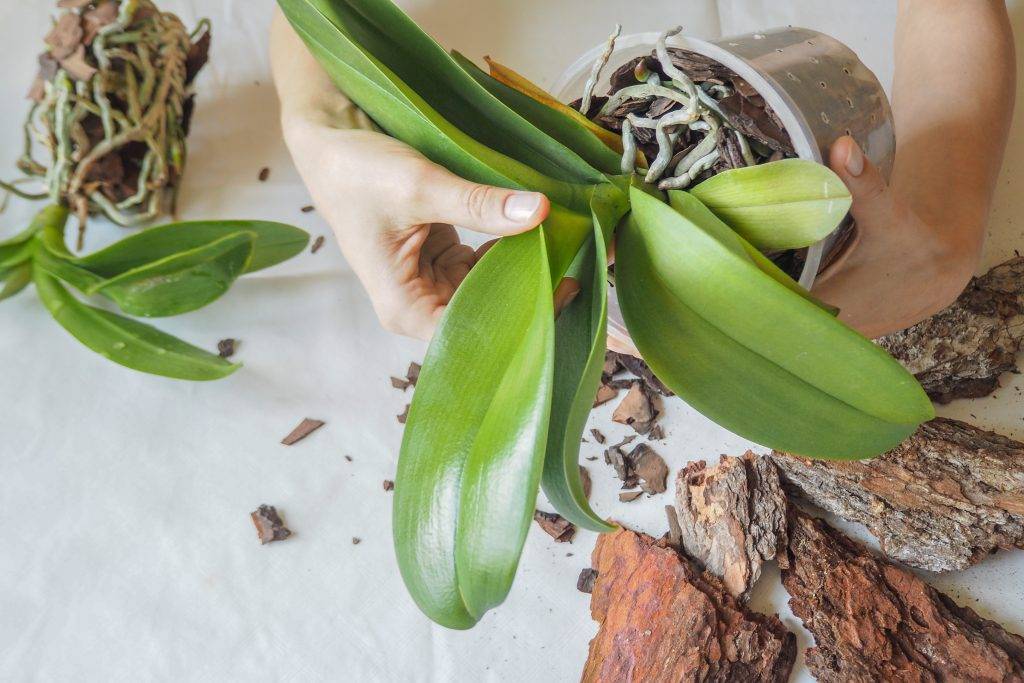 Орхидея каттлея: уход в домашних условиях и выращивание