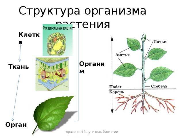 Ткани растений. классификация и характеристика тканей : farmf | литература для фармацевтов