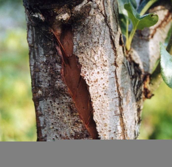 Болезни деревья и их лечение – опрыскивание плодовых деревьев как метод борьбы + видео