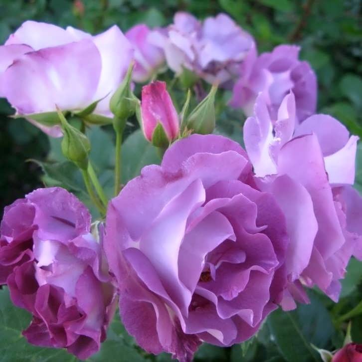 Описание розы из группы флорибунда сорта блю фо ю: условия выращивания и ухода