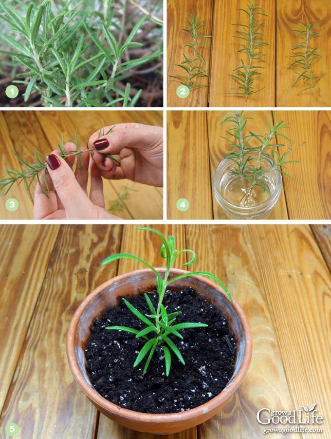Как вырастить розмарин в домашних условиях из семян или черенками веточек | (фото & видео) +отзывы