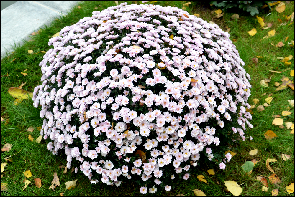 Хризантема кустовая — виды, посадка и уход