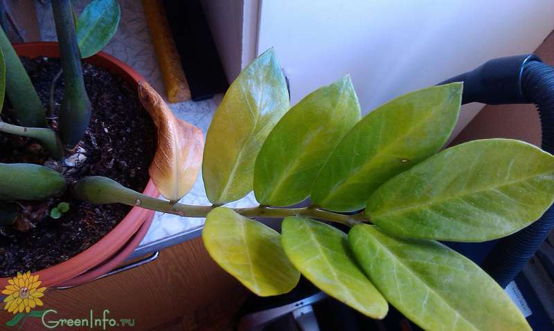 Желтеют листья у замиокулькаса: причины, что делать, как ухаживать в домашних условиях
