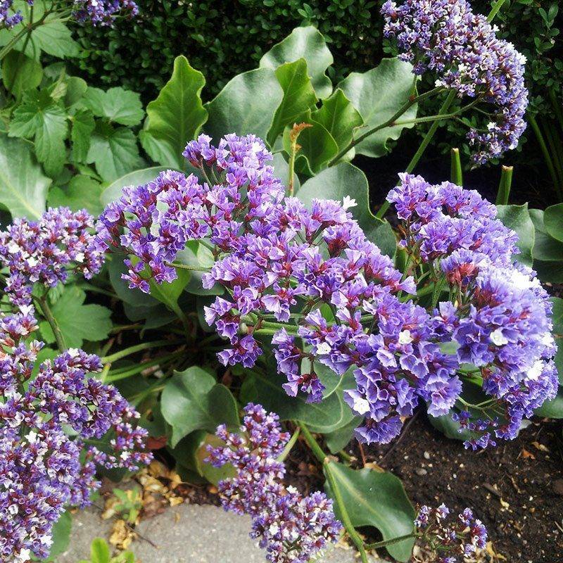 Кермек татарский (статица) — выращивание цветка в саду