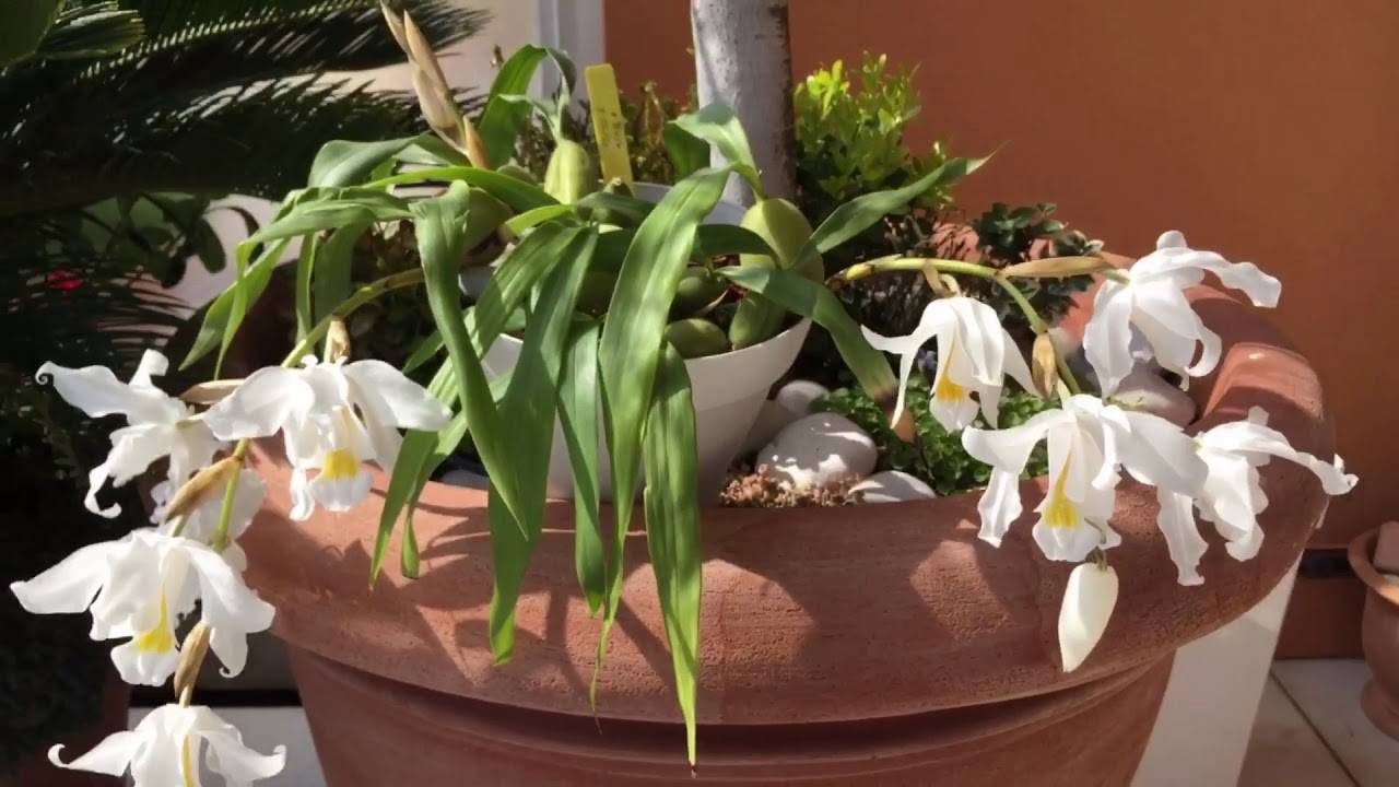 Орхидея целогина: уход и размножение в домашних условиях