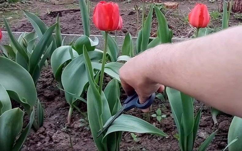 Когда выкапывать луковицы тюльпанов