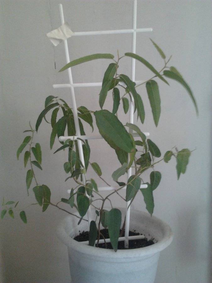 Эвкалипт – домашнее растение: выращивание дома лимонного эвкалипта; уход в домашних условиях