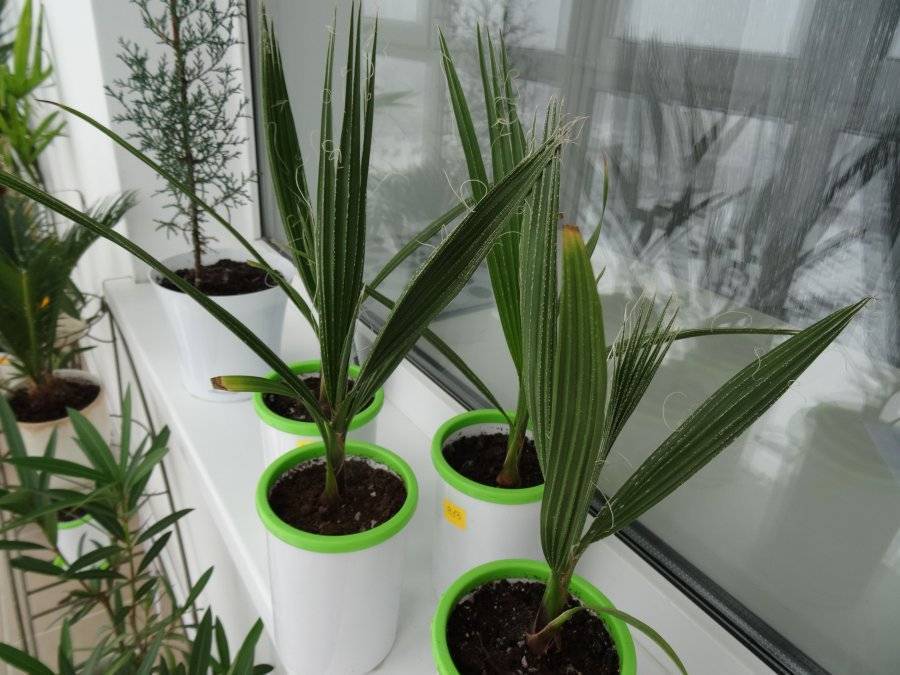 Пальма вашингтония — как выращивать и ухаживать
