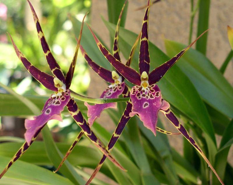 Орхидея брассия: уход в домашних условиях, размножение, виды