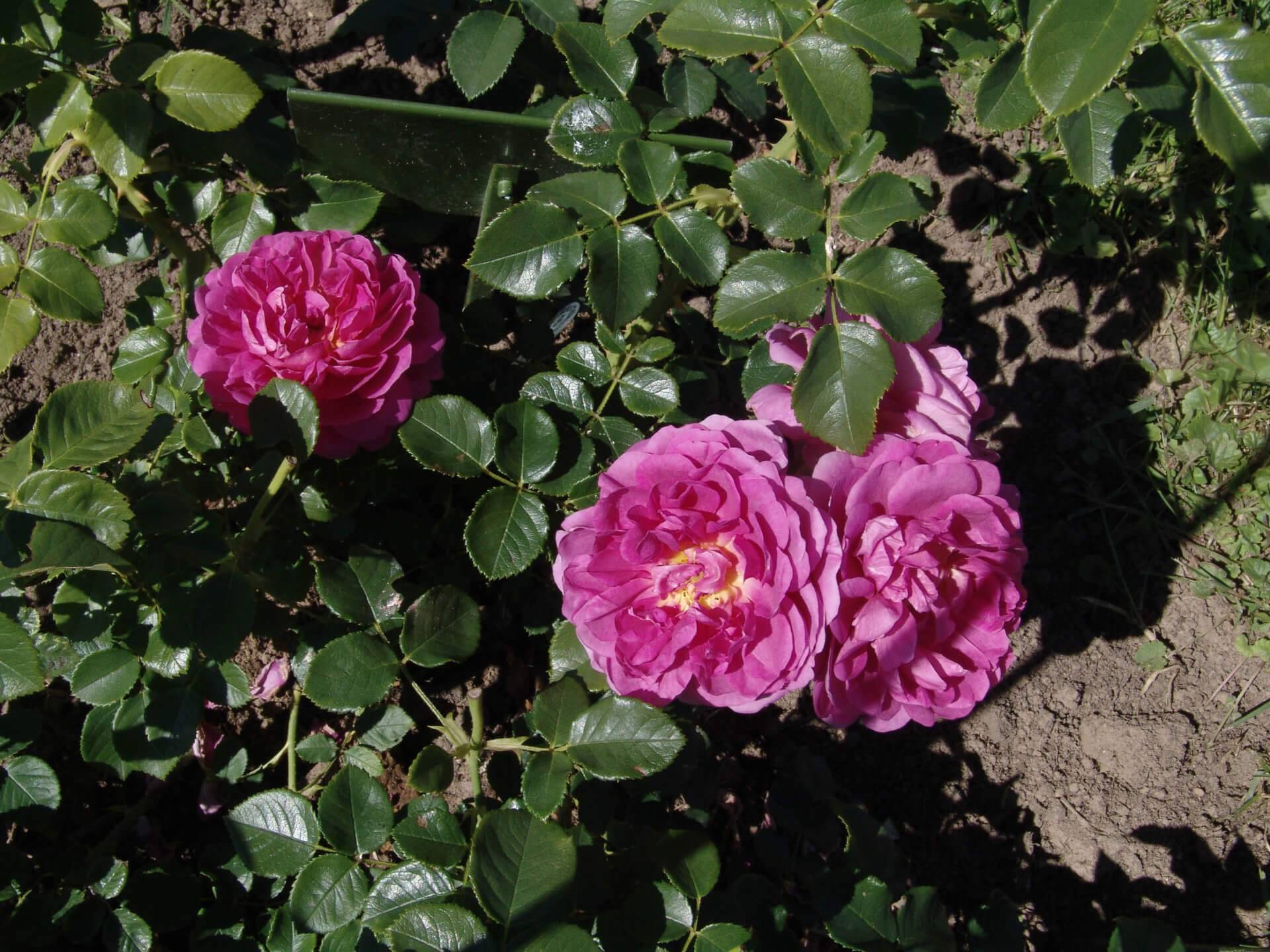 Роза принцесса монако: фото, отзывы, описание чайно-гибридного сорта, посадка и уход, выращивание, обрезка, морозостойкость, подкормка