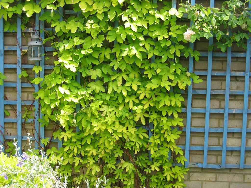 Лианы для сада - популярные виды растений и как правильно выращивать лианы (135 фото)