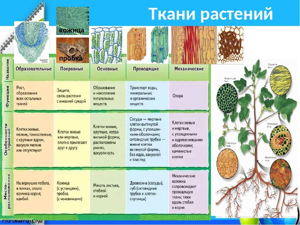 Органы растений - bio-lessons