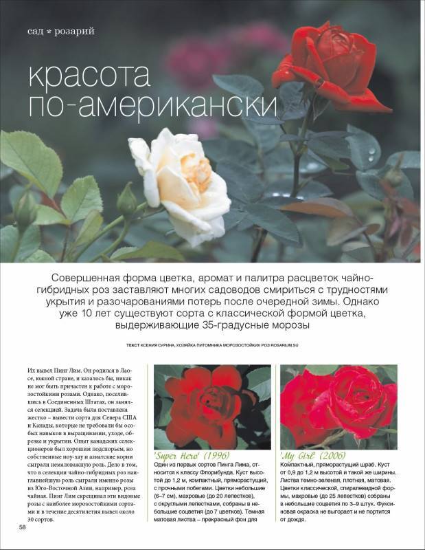 Чайно-гибридная роза ред интуишн: особенности внешнего вида, условия посадки и ухода