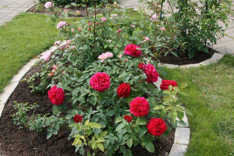 Описание английской розы сорта эл ди брейтуэйт: как выращивать «остинку», уход