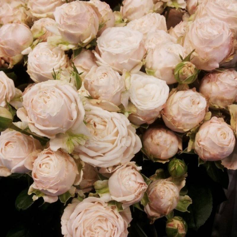 Роза леди бомбастик: фото, отзывы, описание срезочного пионовидного сорта, выращивание, посадка, уход, обрезка и подкормка цветов