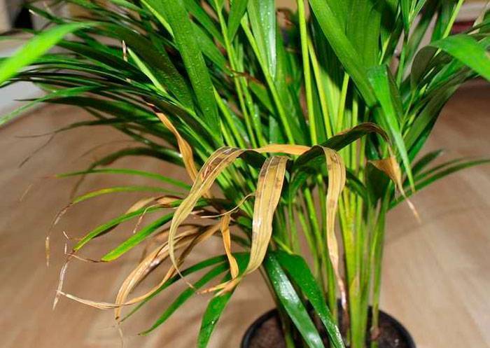 Хризалидокарпус (chrysalidocarpus). правила ухода, выращивания и пересадки. | floplants. о комнатных растениях