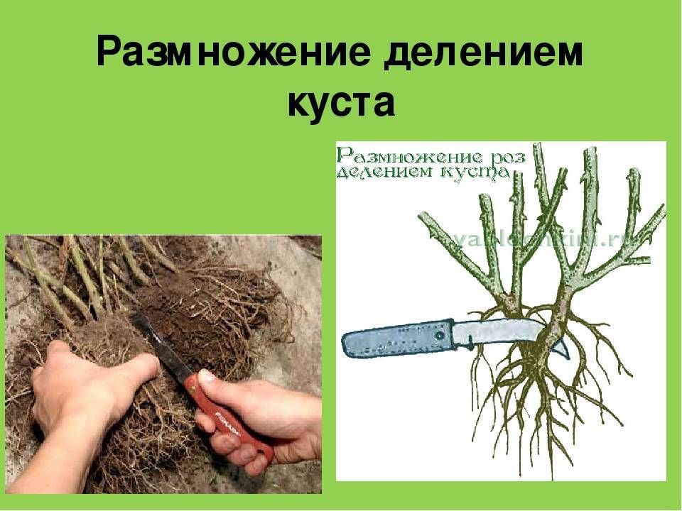 Как размножить лаванду черенками - дневник садовода flowers-republic.ru