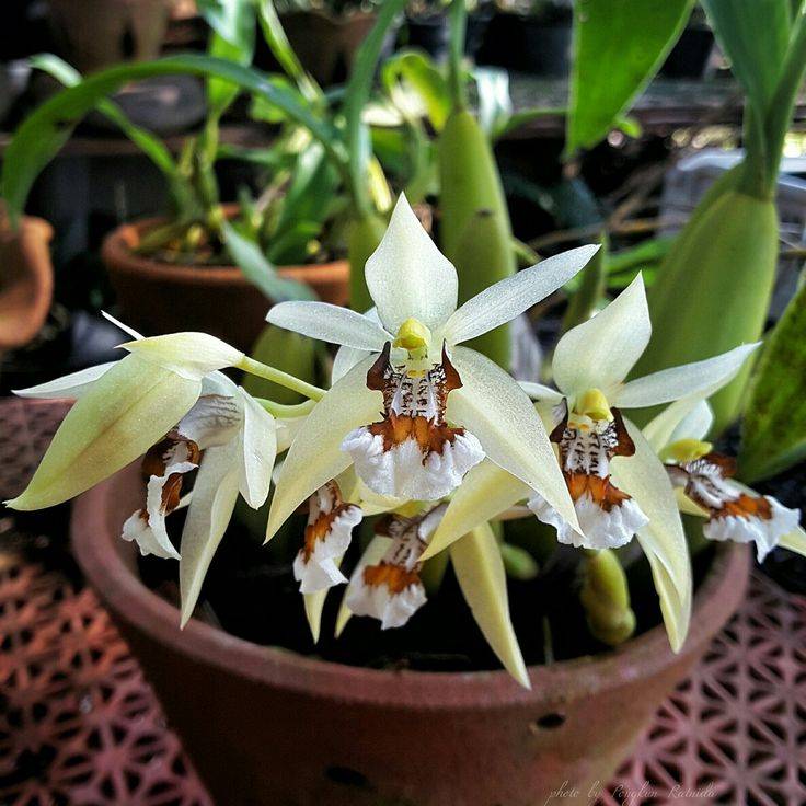 Орхидея целогина: как вырастить цветок дома