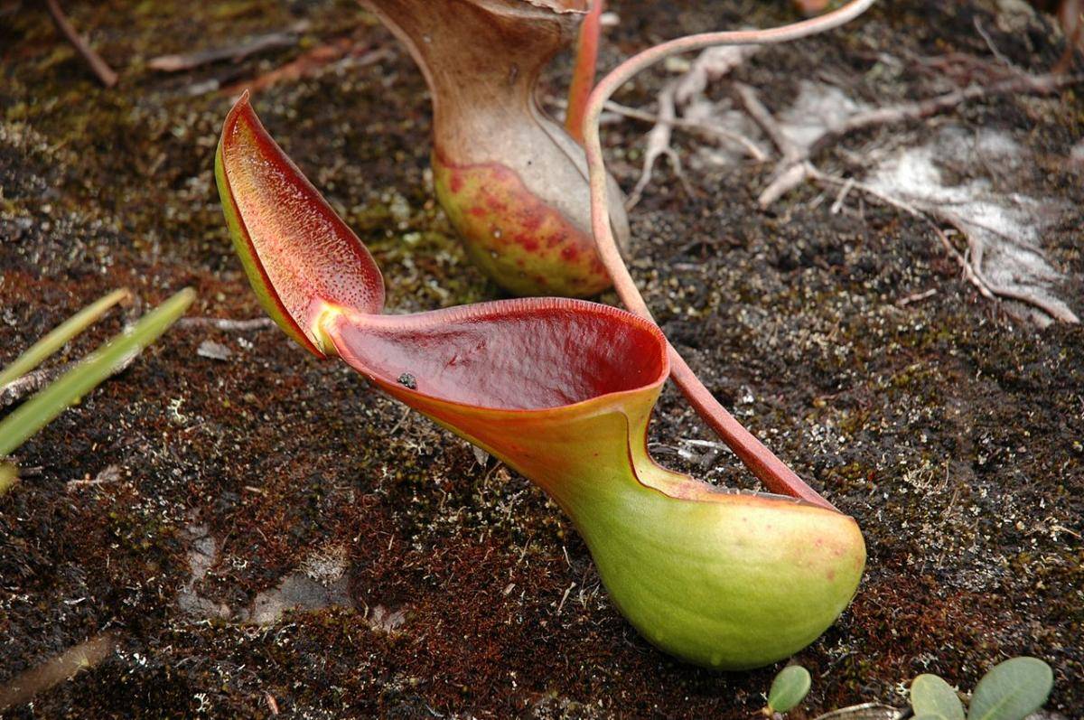 10 самых удивительных хищных растений