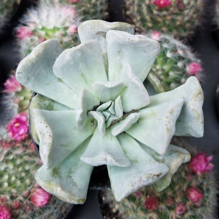 Разнообразный «каменный цветок»: виды эхеверии и их фото