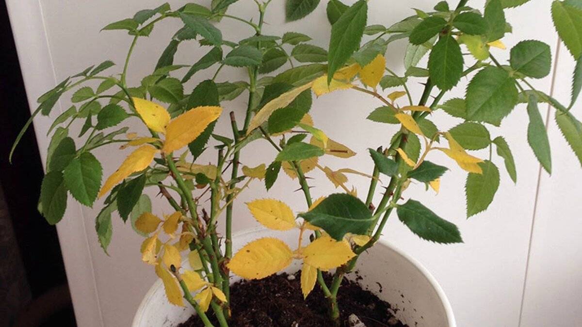Цветок ванька мокрый: почему листья желтеют и опадают и что делать