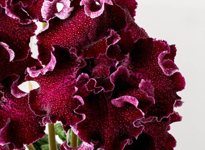 Цветок стрептокарпус и каталог наиболее распространенных его сортов, а также уход и выращивание в домашних условиях