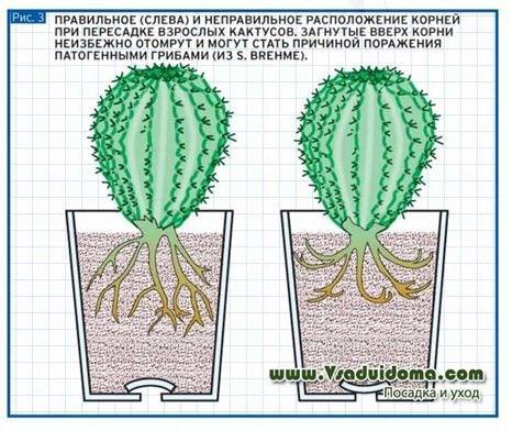 Как вырастить кактус из семян: правила посадки, процент всхожести, особенности полива и ухода за цветком