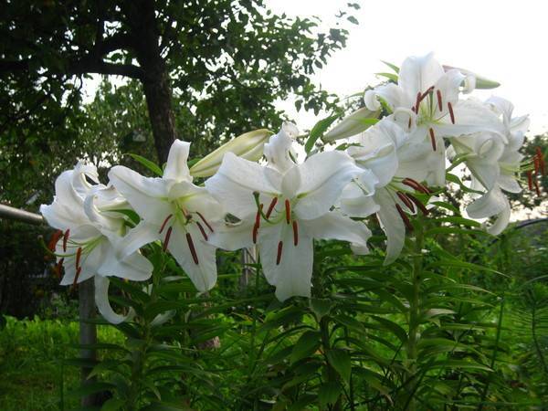 Комнатный цветок белый похож на лилию