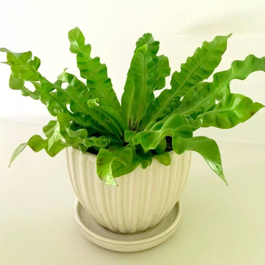 Асплениум, или костенец — зеленый фонтанчик. уход в домашних условиях. выращивание, размножение, виды. фото — ботаничка