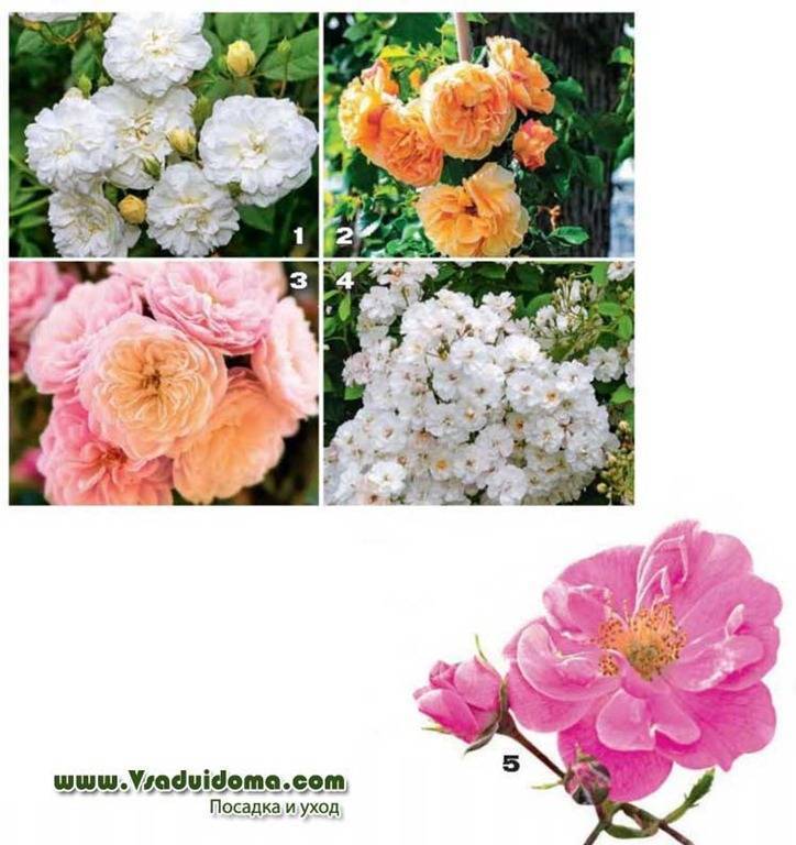 Какие сорта плетистых роз выбрать для своего сада, фото, описание