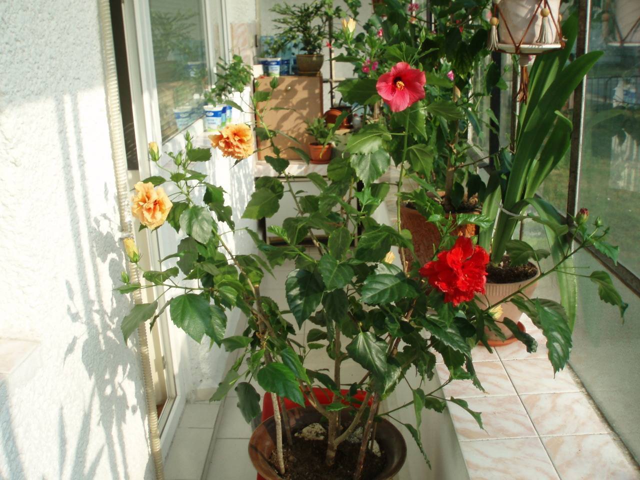 Гибискус (китайская роза): описание, выращивание, размножение и уход, возможные болезни тропической мальвы | (75+ фото & видео) +отзывы