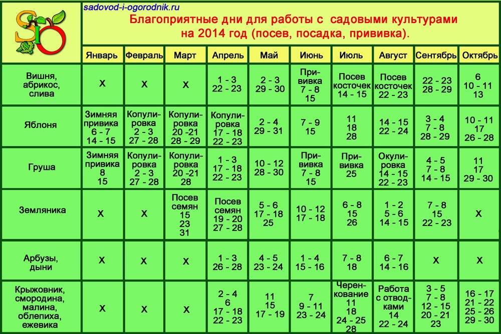 Благоприятные дни для пересадки комнатных растений: рекомендации профессионалов :: syl.ru