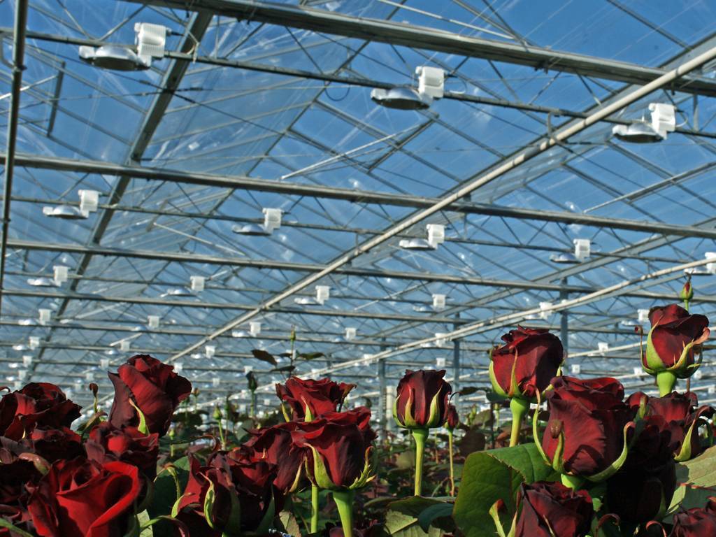 7 лучших сортов голландских роз - лучший огород
