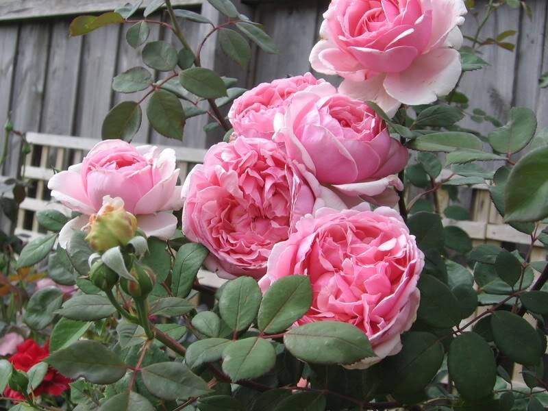 Выращивание английской сортовой розы херитейдж: как ухаживать за остинкой