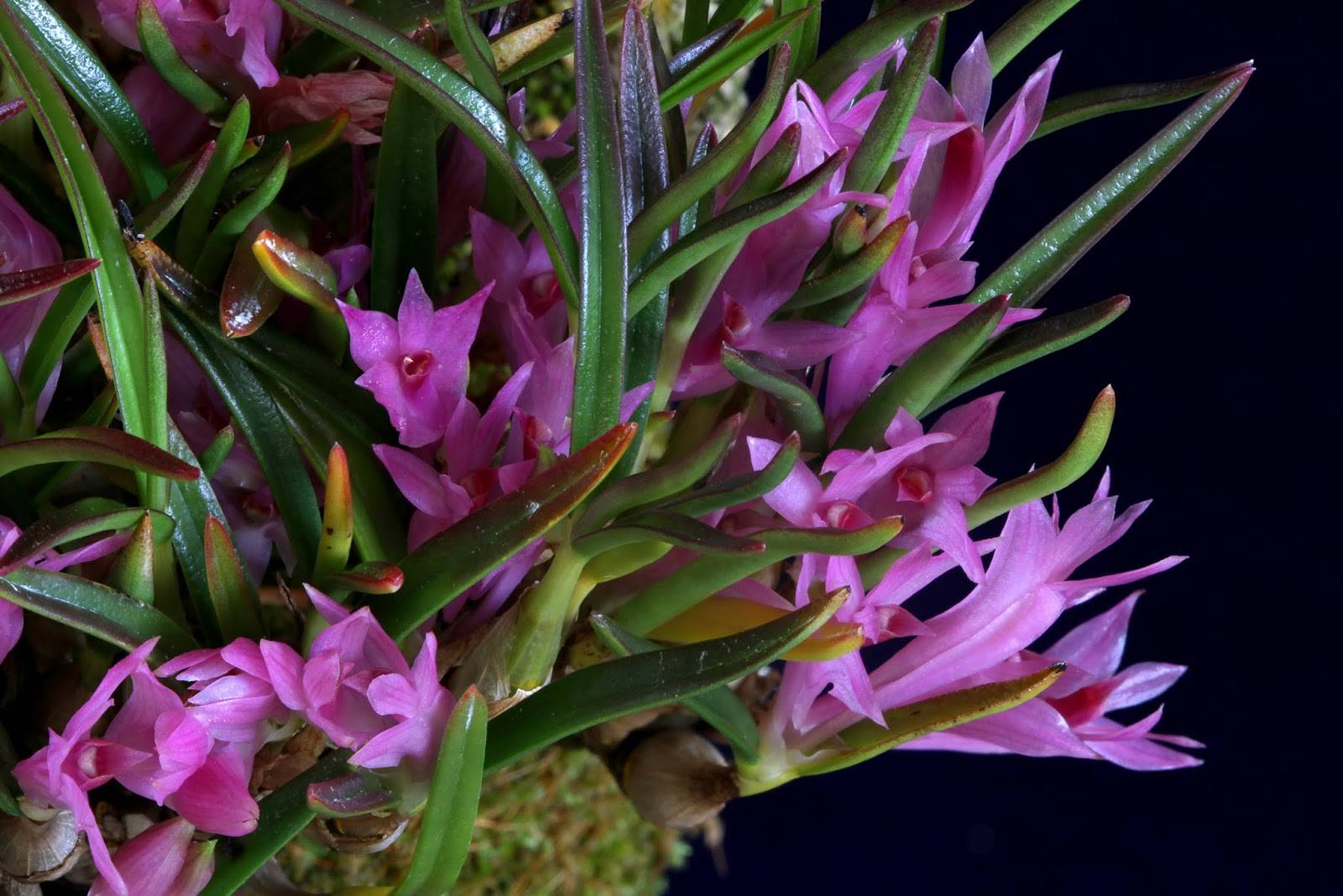 Орхидея дендробиум: уход в домашних условиях