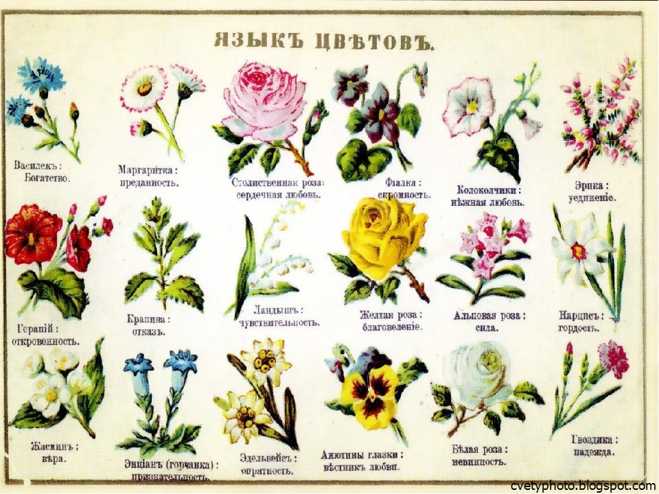 Значение цветов и их оттенков в букете: современные приметы и правила выбора