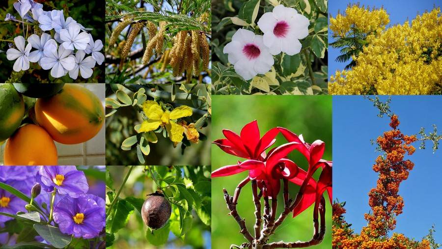 Название, описание и фото экзотических цветов, выращиваемых в домашних условиях
