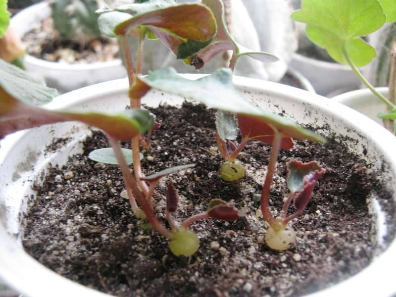 Как размножить и вырастить цикламен из семян: размножение листом, посадка семенами, как посадить семена