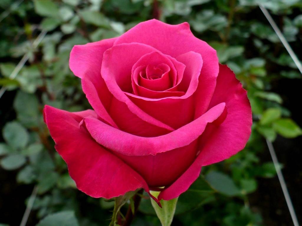 Роза пинк флойд (pink floyd): фото и описание этого сорта, а также пошаговые инструкции по выращиванию и размножению