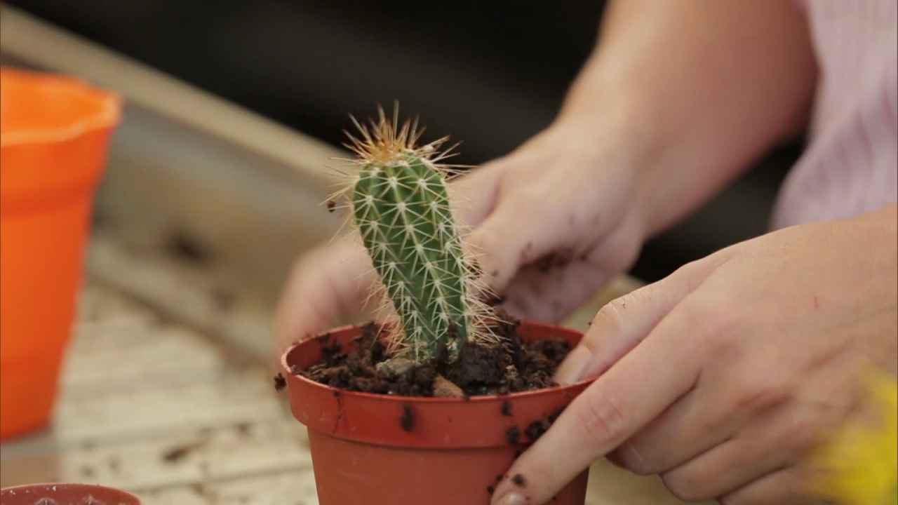 Как поливать кактусы в домашних условиях - как часто и сколько воды нужно