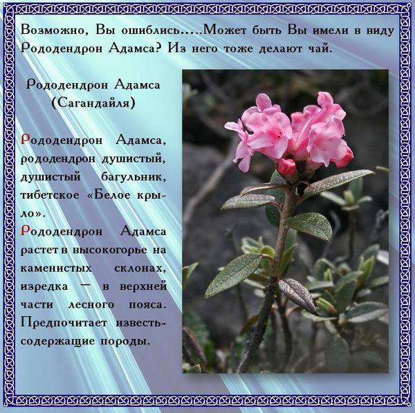 Рододендрон адамса или саган-дайля: описание и фото растения, используемого в том числе для приготовления чаядача эксперт