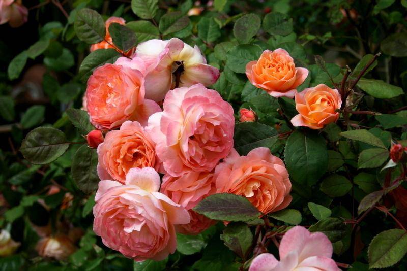 Роза «леди эмма гамильтон»: описание сорта, фото и отзывы