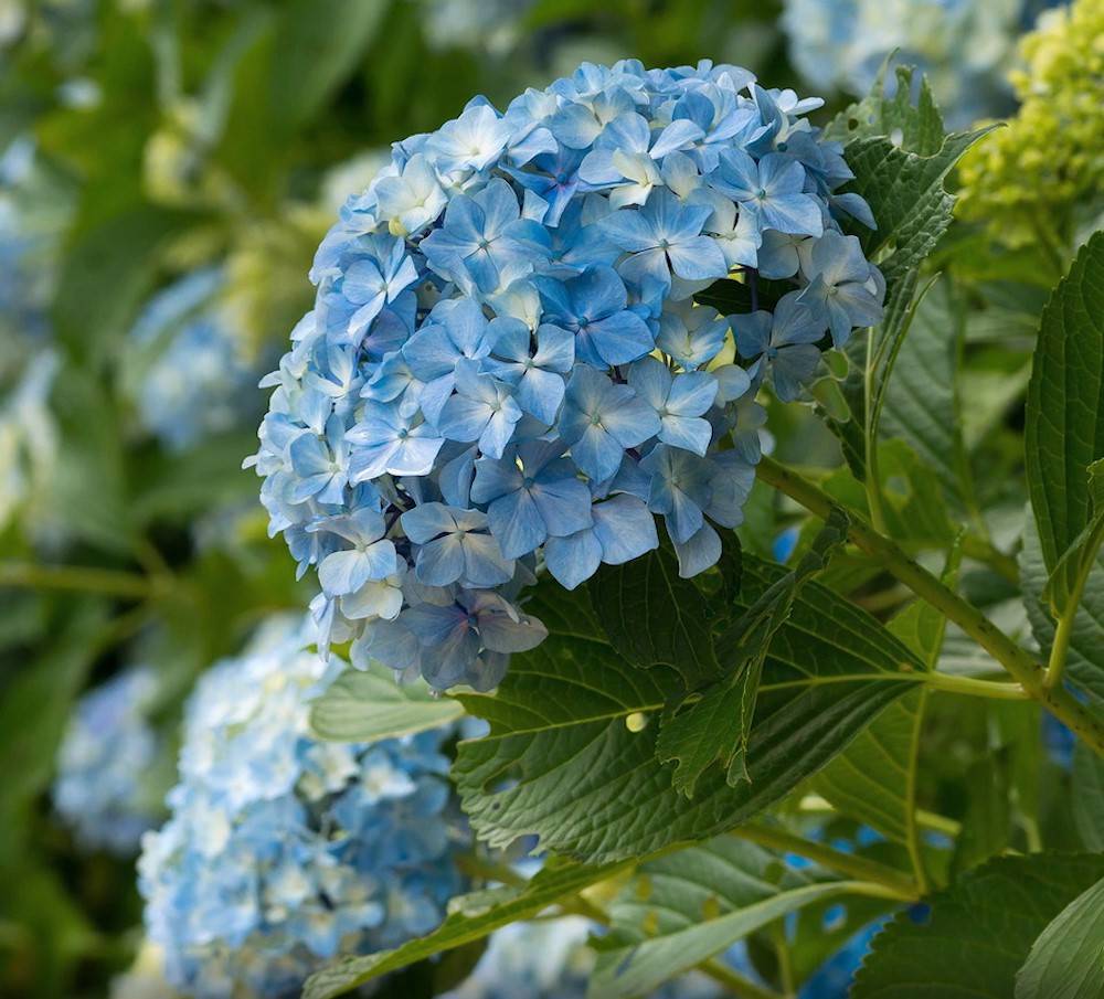 Как сохранить синюю окраску цветов гортензии: 12 шагов