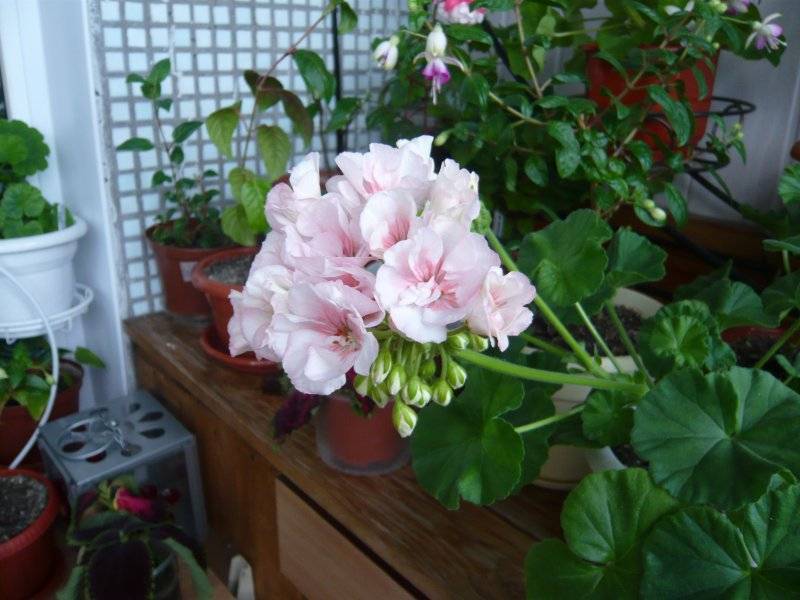 Розебудная пеларгония (герань розоцветная): сорта на фото, правила ухода за растением в домашних условиях